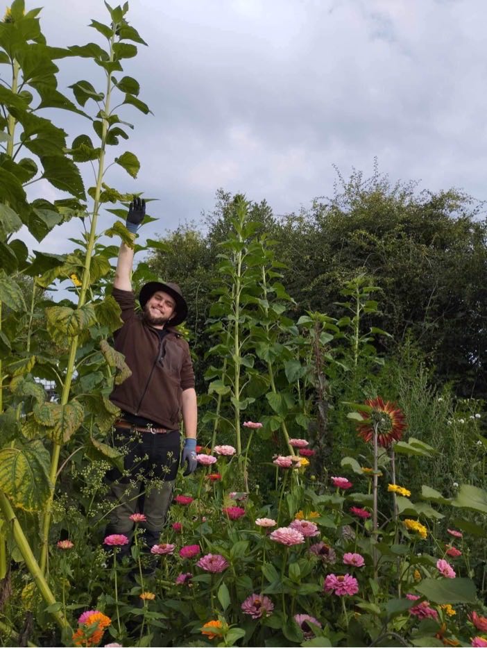 benjamin dans les tournesols
